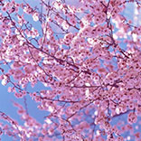 To Do: Cherry Blossom Festivals