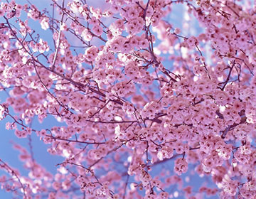 To Do: Cherry Blossom Festivals