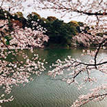 Garden Issue: Cherry Blossom Season 101