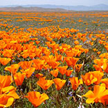 World of Mouth: Antelope Valley California Poppy Reserve