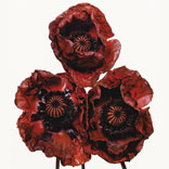 Did You Know? Irving Penn’s Floral Series