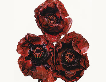 Did You Know? Irving Penn’s Floral Series