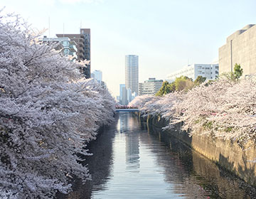 Mother’s Day: Cherry Blossoms Are Here!