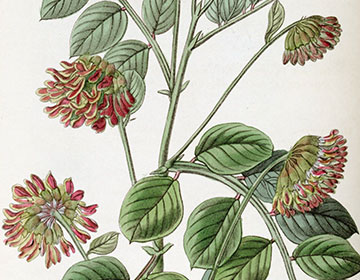 Book Issue: Author Victoria Johnson on America’s Botanical Pioneer