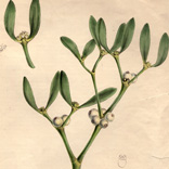 Did You Know? The History of Mistletoe