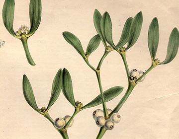 Did You Know? The History of Mistletoe