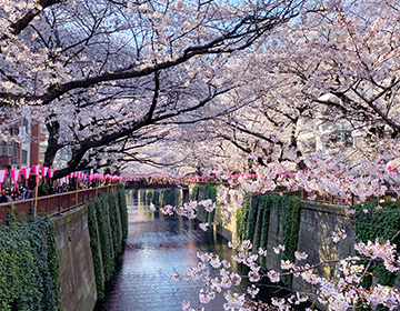 It’s Officially Cherry Blossom Season