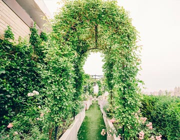 Claude Wasserstein On: Rooftop Gardening