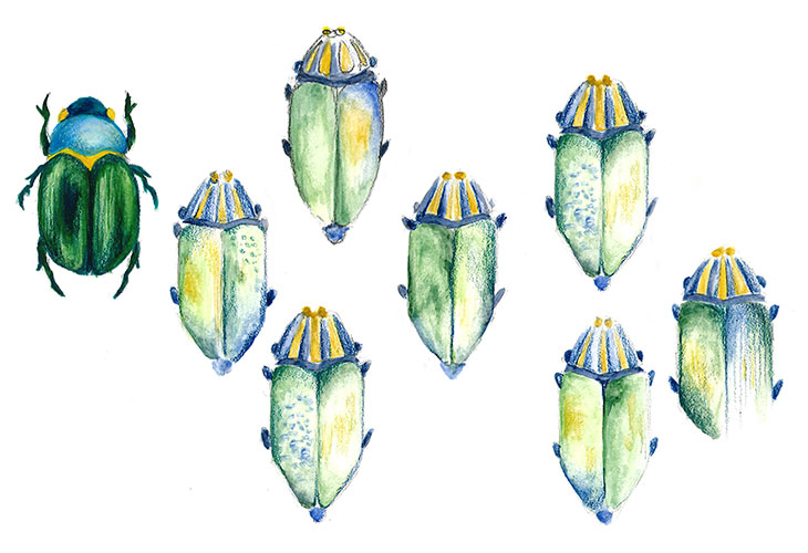 Ask Tory: Scarabs, Beetles and Dragonflies (Oh, My!)