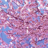To Do: The National Cherry Blossom Festival