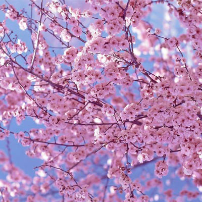 To Do: The National Cherry Blossom Festival