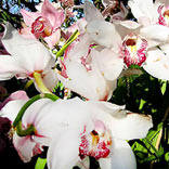 To Do: Orchids at the NY Botanical Garden