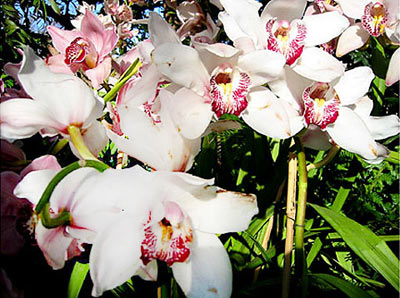 To Do: Orchids at the NY Botanical Garden