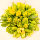 Tory Entertains: Yellow Blooms