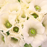 Tory Entertains: White Blooms